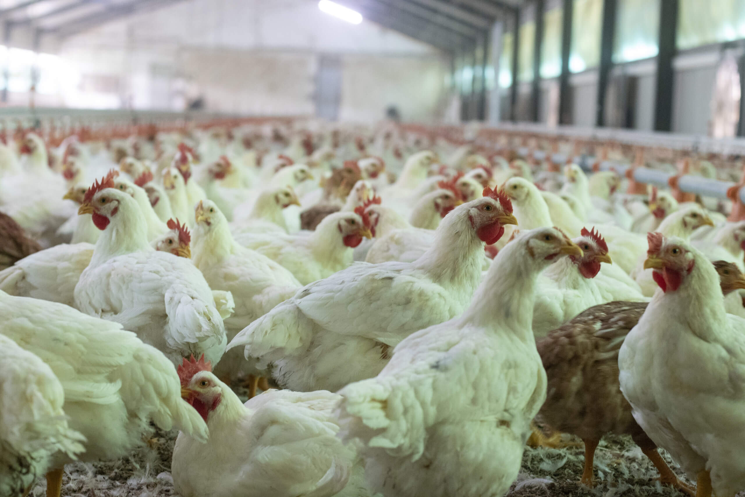 poultry facility